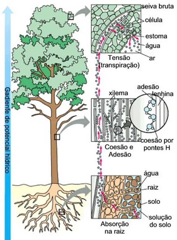Figura 2.Fluxo da água em plantas, desde a absorção pelas raízes no solo, até a transpiração  através das folhas