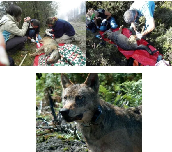 Figura 3: Manipulação, monitorização e marcação de lobos com colar GPS.