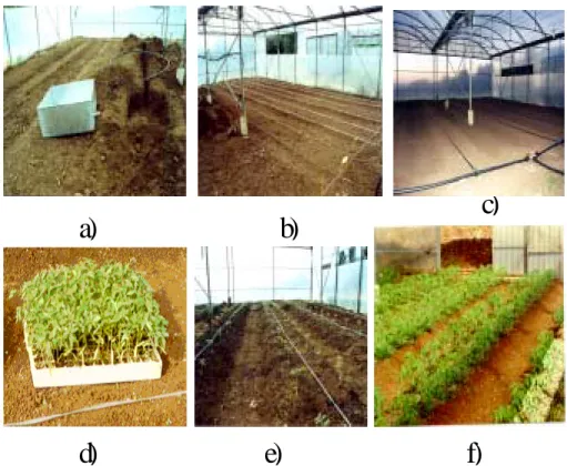 Figure 2.3 – Soil preparation and plant arrangement: a) lysimeter installation, b) beds  preparation, c) irrigation system installation, d) young tomato plants in a plug tray, e) 