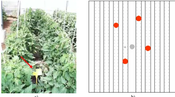 Figure 2.8 – Group of plants selected for disease and crop observation (a) and schematic  representation of the groups relative position in the PV greenhouse during 2000 (b)   
