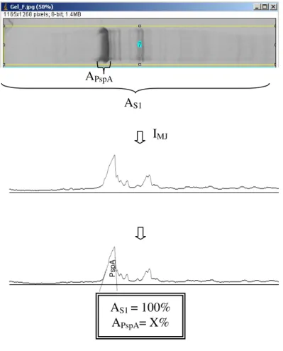 FIGURA 3.2. Cálculo da porcentagem relativa da PspA4Pro solúvel  (A PspA )  em  relação  as  proteínas  totais  solúveis,  obtidas  no  gel  de  eletroforese  (A S1 )