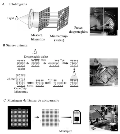Figura 4. Etapas de desenvolvimento de um microarranjo GeneChip, Affymetrix. Figura adaptada de  DALMA-WEISZHAUSZ et al, 2008