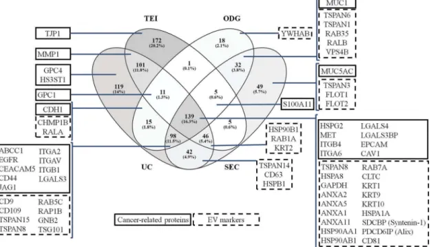 Figure 8. Representation of the proteins identified from extracellular vesicles (EVs) isolated by differential ultracentrifugation (UC), total exosome isolation (TEI), OptiPrep TM density gradient (ODG) and size exclusion chromatography (SEC) methodologies