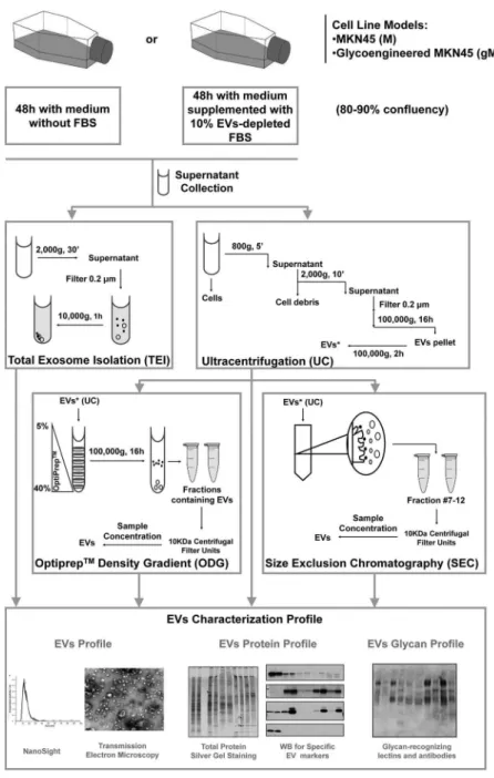 Figure 1. Schematic representation of the four methodologies applied for extracellular vesicles (EVs) isolation and further EV profiling and glycosylation characterization