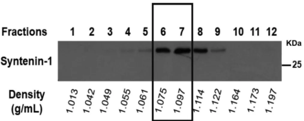Figure 2. Representative example of the 12 fractions obtained by OptiPrep TM density gradient