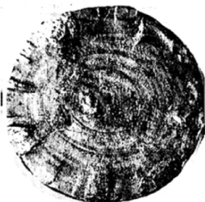 Figura 10 - Marcas de catraca nas bordas de eixo de aço fraturado por fadiga
