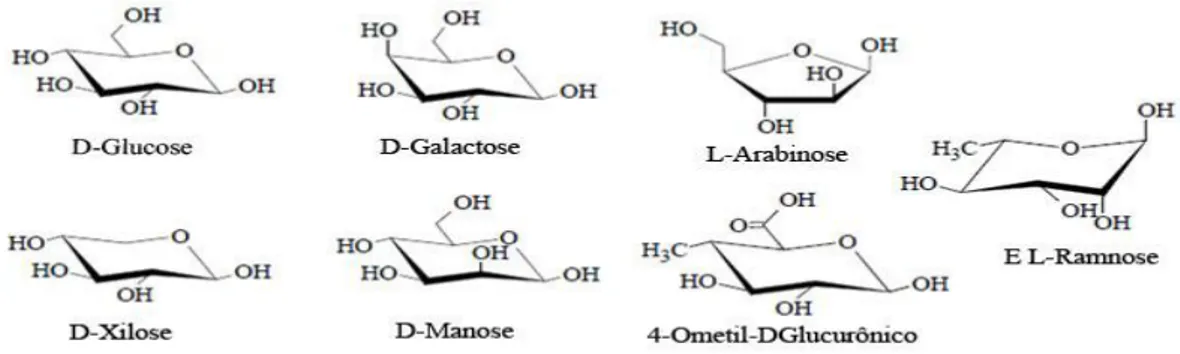 Figura 3. 6: Diferentes unidades monossacarídicas das hemiceluloses  