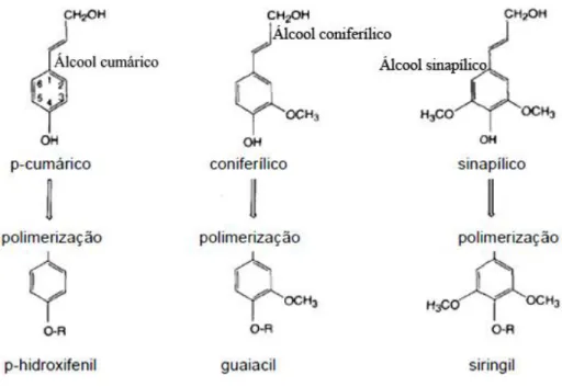 Figura 3. 7: Precursores estruturais e resíduos polimerizados da lignina. 