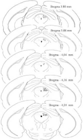 Figura 5. Representação de secção coronal do mesencéfalo mostrando os sítios de injeção na  substância  cinzenta  periaquedutal  (SCP)  de  camundongos