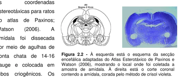 Figura  2.2  -  À  esquerda  está  o  esquema  da  secção  encefálica  adaptadas  do  Atlas  Esterotáxico  de  Paxinos  e  Watson  (2006),  mostrando  o  local  onde  foi  coletada  a  amostra  de  amídala