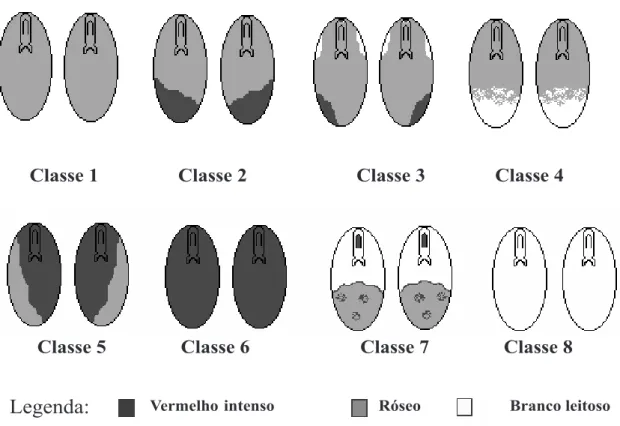 FIGURA 1.  Representação diagramática das classes de sementes estabelecidas no teste de tetrazólio para a espécie florestal Gleditschia amorphoides.