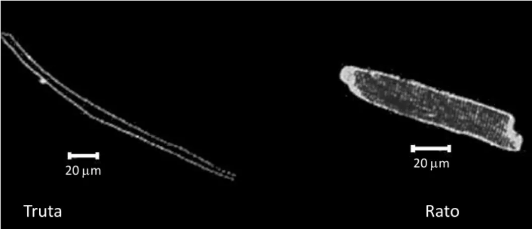 Figura  4.  Imagens  confocais  de  miócitos  ventriculares  de  truta  e  de  rato,  marcados  com  di-8-ANEPPS,  um  indicador fluorescente lipofílico (fonte: SHIELS e WHITE, 2005)