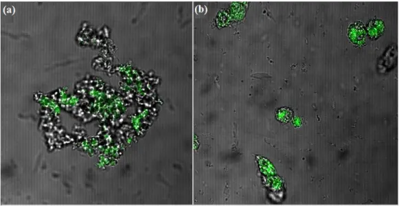 Figura 7: Microscopia de fluorescência de células S2 transfectadas com pMTEGFP, 48 horas após indução com  CuSO 4 