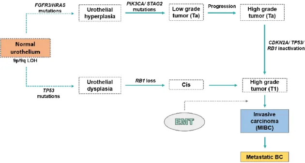 Figure  3.  Urothelial  carcinogenesis  classical  pathways.  Regarding  behavior  and  molecule  profile, BC formation can be divided in papillary pathway and the Cis pathway