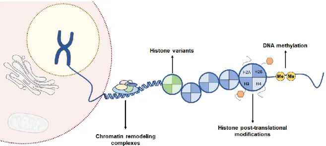 Figure  6.  Epigenetic  regulatory  mechanisms  in  gene  expression.  Epigenetic  mechanisms  comprise DNA methylation, histone post-translational modifications, histone variants and chromatin  remodeling complexes