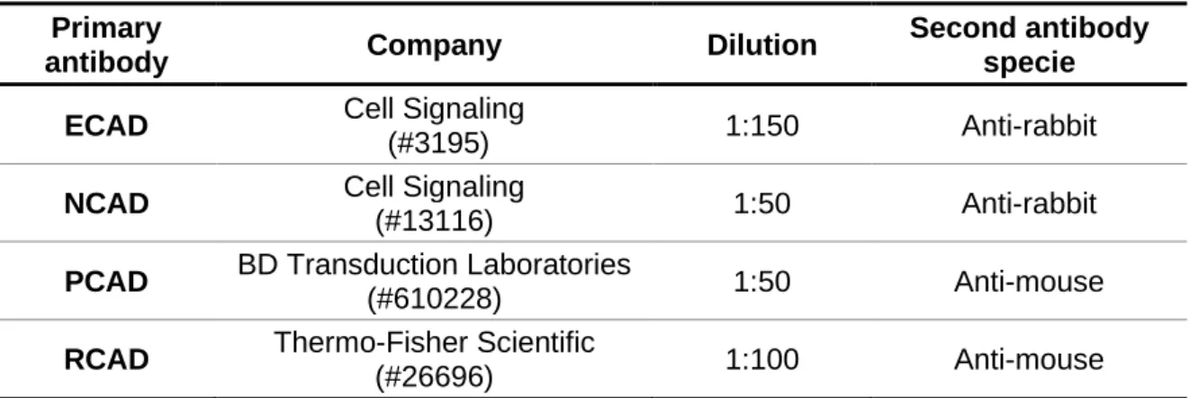 Table 4. Primary antibodies used in IF.