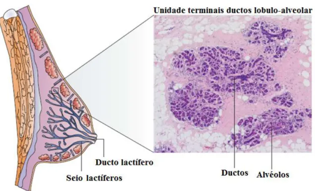 Figura  2:  A  glândula  mamária  humana .  Esquema  da  estrutura  do  epitélio  da  mama  humano  com  uma  fotomicrografia  de  hematoxilina  eosina-mancado  e  secção  transversal  através  da  unidade  terminal  ductal  lóbulo-alveolar