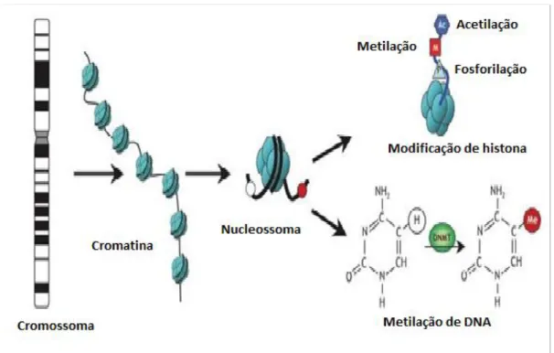 Figura  4.  Esquema  de  modificações  epigenéticas. As  cadeias  de  DNA  são  enroladas  à  volta  de  octâmeros  histonas  formando  nucleossomas