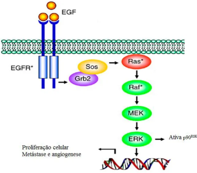 Figura  8.  A  via  de  sinalização  da  Ras-Raf-MEK-ERK. Eventos  que  seguem  a  ligação  de  um  ligante  ao  recetor  tirosina  kinase  (RTK)