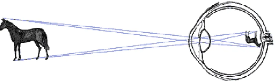 Figura 3 - Interpretação da imagem pela retina – Fonte: Manual Merck de Medicina 