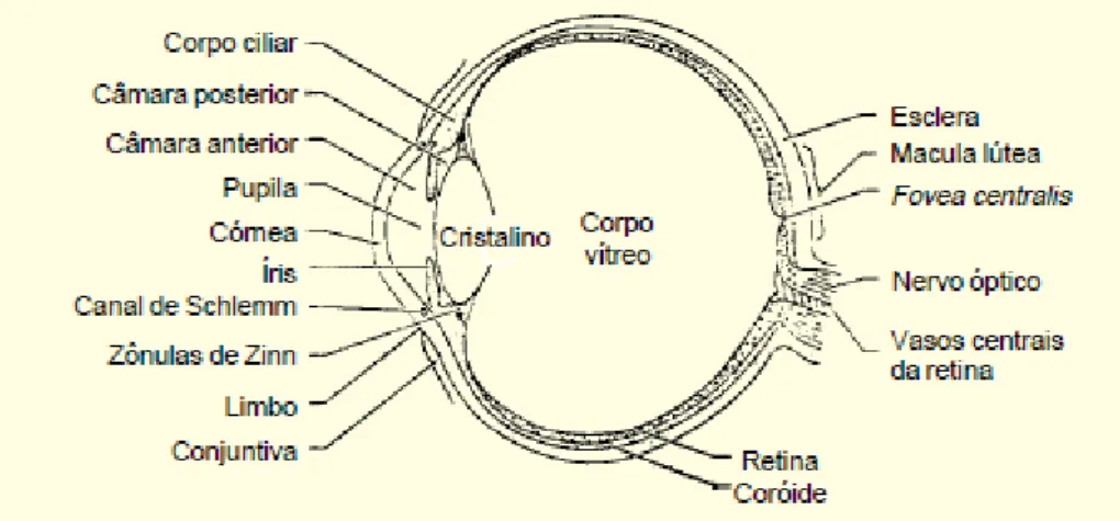 Figura 4 - Olho humano (corte transversal)  –  Fonte: Manual Merck de Medicina 