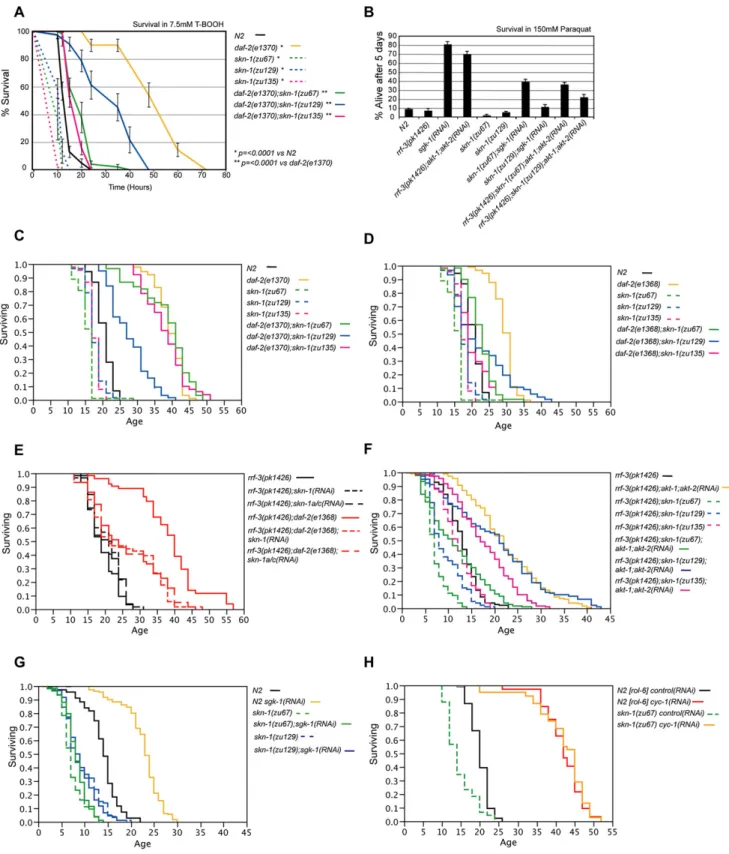 Figure 4. skn-1 Mutations Suppress the Longevity and Stress Resistance Phenotypes Conferred by Reduced IIS