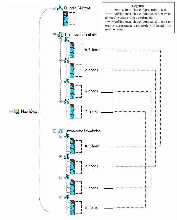 Figura 2. Esquema das análises das imagens dos géis 2DE de amostras de Brucella abortus e de células  trofoblásticas bovinas não infectadas e infectadas por Brucella abortus