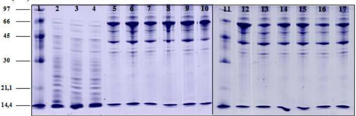 Figura 4.  Géis SDS/PAGE a 12% de amostras de proteínas extraídas (20 g) de explantes de membrana  cório-alantóidea  de  bovinos  infectados  e  não  infectados  por  B