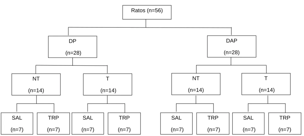 FIGURA  3.1:  Diagrama  da  divisão  dos  animais  em  oito  grupos  experimentais.  DP=  dieta  padrão,  DAP=  dieta  de  alta  palatabilidade,  NT= não treinado, T= treinado, SAL= salina, TRP= triptofano