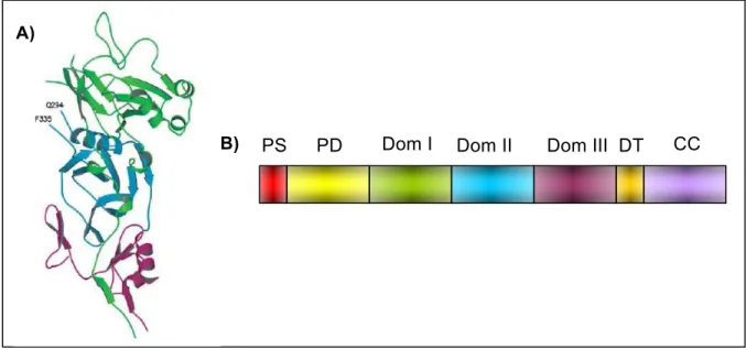 Figura  4.  Antígeno  de  Membrana  Apical  1.  A)  Estrutura  terciária  do  gene  PvAMA-1:  verde  =  domínio  I,  azul  =  domínio  II  e  verde=  domínio  III