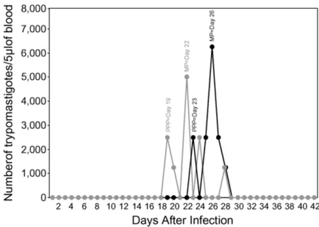 Fig. 1. Kinetics of parasitological parameters in canine peripheral blood during acute infection with metacyclic ( 䊉 ) or blood ( )  trypo-mastigotes of Be-78 T
