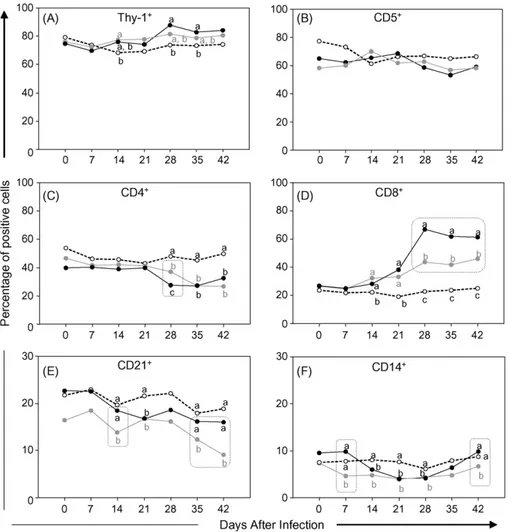 Fig. 3. Kinetics of circulating T-lymphocytes – Thy-1 + (A), CD5 + (B), CD4 + (C) and CD8 + (D), B-cells – CD21 + (E) and monocytes – CD14 + (F) in canine peripheral blood following infection with metacyclic ( 䊉 ) or blood ( ) trypomastigotes of Be-78 T