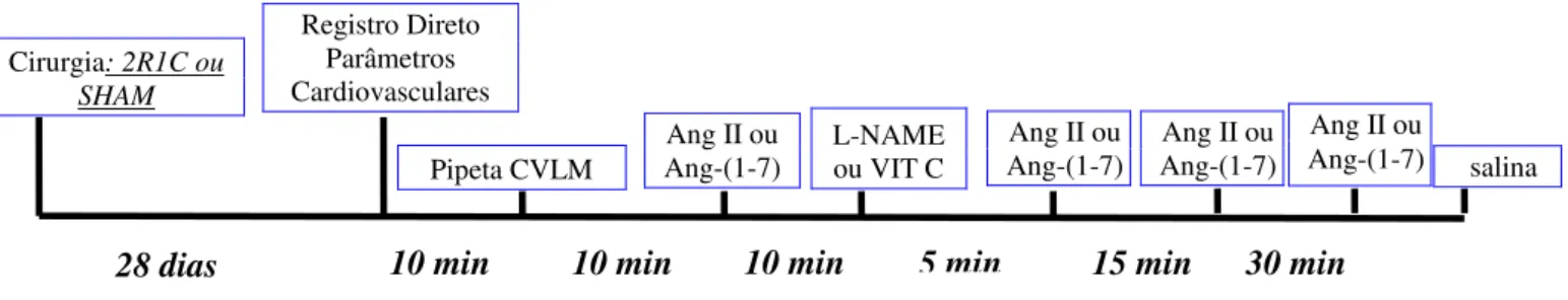 Figura 4: Protocolo experimental para a avaliação dos efeitos na PAM e FC produzidos pelas  microinjeções  de  Ang  II  ou  Ang-(1-7)  antes  e  5,  15  e  30  min  após  a  microinjeção  de   L-NAME ou VIT C na CVLM em ratos SHAM e 2R1C