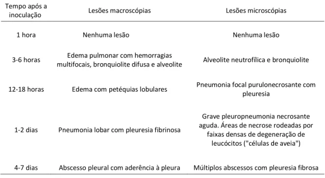 Tabela 3: Desenvolvimento de lesões pulmonares macroscópicas e microscópicas após a inoculação de  Actinobacillus  pleuropneumoniae (Vanden Bergh et al., 2008) 