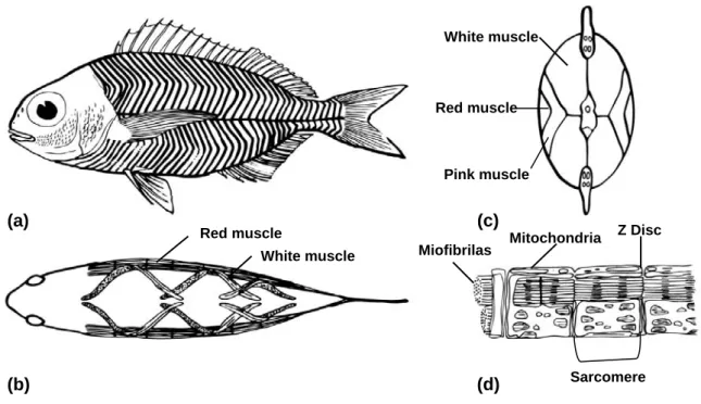 Figure 3: Myotomal muscle in fish. Myotomes are shown as they appear in the lateral (a) and  dorsal view (b) of fish