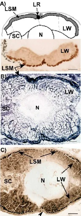 Figure 2: Transverse sections of lateral muscle of  Pagellus bogaraveo aged 5 days. (A) immunostaining  with BA-G5; (B) SDH; (C) alkali-stable mATPase