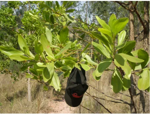 Fig. 4-5 Senna splendida (vogel) 