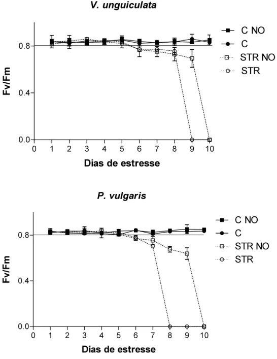 Figura 3. Rendimento quântico potencial (Fv/Fm) ao longo do experimento em  plantas irrigadas (C) e plantas submetidas à deficiência hídrica (STR), com (NO) e  sem  aplicação  de  solução  de  SNP  10 -4 M