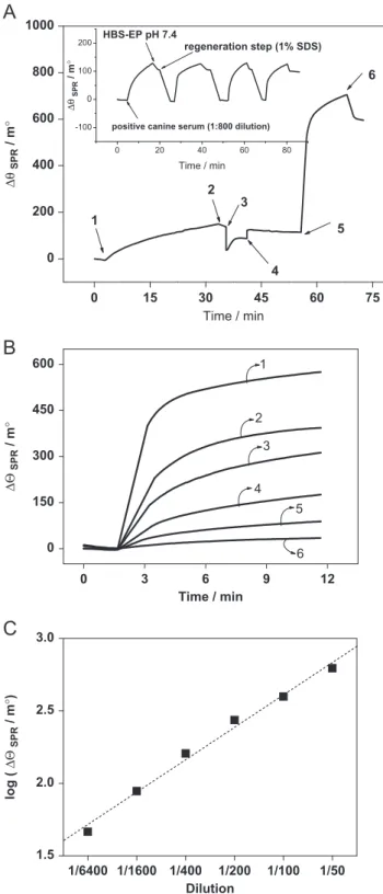 Fig. 6. (A) Sensogram showing the immobilization and immunoreaction of L. infantum antigen onto the activated 11-MUA modified gold surface [position 1, injection of L