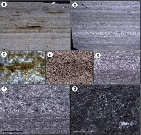 Figure 1.  Thin sections of the beige limestone (BL) and the grey limestone (GL) microfacies