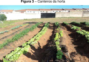 Figura 3  – Canteiros da horta 