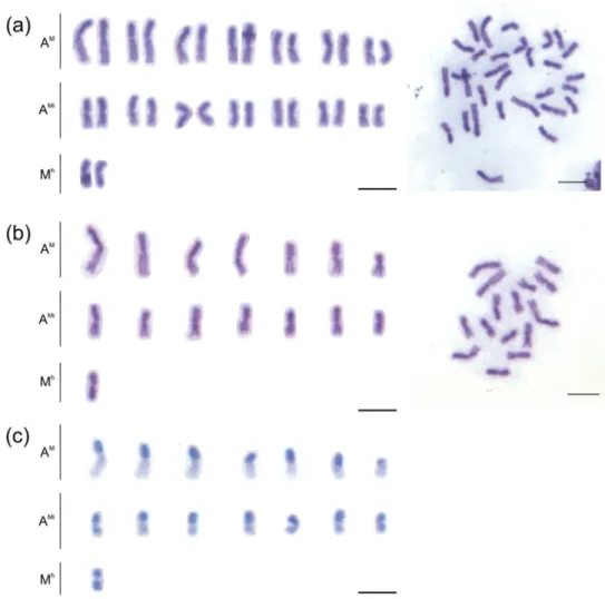 Figure 1. Mitotic karyotypes of Melitoma segmentaria.  a Giemsa staining (female) b–c C-banding  (male)