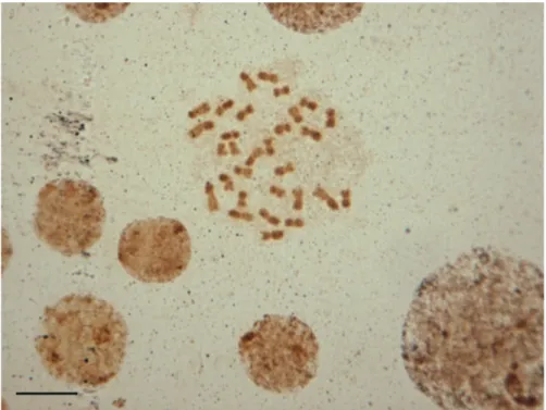 Figure 3. Female mitotic chromosomes of M. segmentaria submitted to silver-nitrate staining