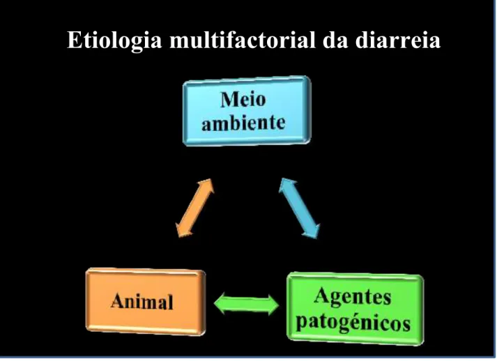 Figura 4 – Etiologia multifactorial da diarreia 