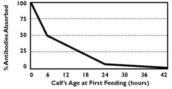 Gráfico 2 - Percentagem de anticorpos absorvidos de acordo com a primeira hora de alimentação