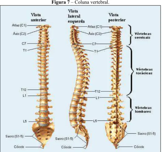 Figura 7 – Coluna vertebral. 
