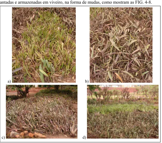 FIGURA 4 – Indivíduos armazenados em viveiro pós resgate, aguardando plantio:  a) Oncidium gracile; 