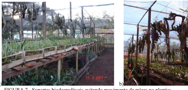 FIGURA 7 - Suportes biodegradáveis evitando movimento de raízes no plantio:  a)  Caixotes de madeira para espécies rupícolas; 