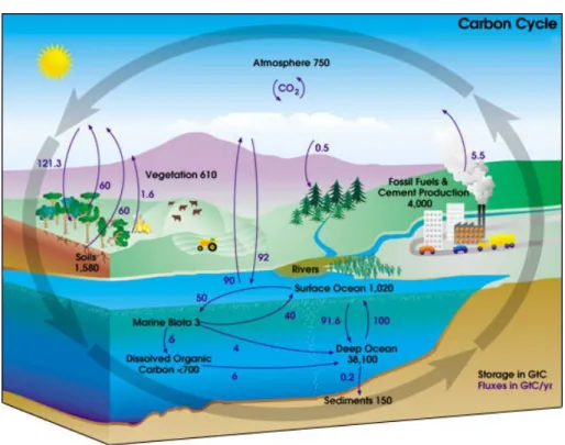 Figure 3: Carbon cycle diagram showing storage and annual exchange of carbon  between atmosphere, hydrosphere and geosphere in gigatons of Carbon (Gt) (Source: 