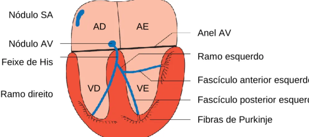 Figura 1. Ilustração dos componentes do sistema de condução cardíaco. AD – átrio direito; AE – átrio  esquerdo;  AV  –  atrioventricular;  SA  –  sinoatrial;  VD  –  ventrículo  direito;  VE  –  ventrículo  esquerdo  (Adaptado de Martin, 2015)